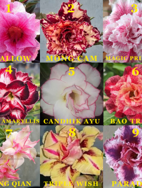 PAKET PROMO FEBRUARI 2026 (PAKET 5 POHON)