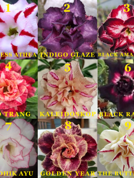 PAKET PROMO JUNI 2026