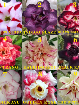 PAKET PROMO JUNI 2026