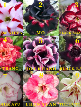 PAKET PROMO JUNI 2026