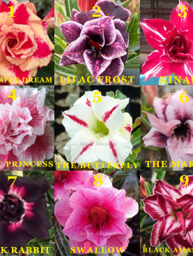 PAKET PROMO OKTOBER 2025 (PAKET 5 POHON)