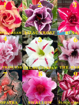 PAKET PROMO OKTOBER 2025 (PAKET 5 POHON)