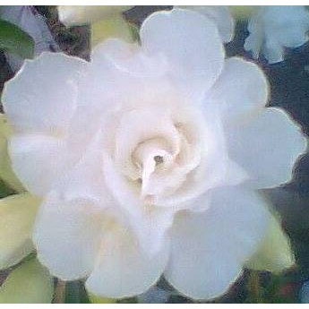 Cotton White 2
