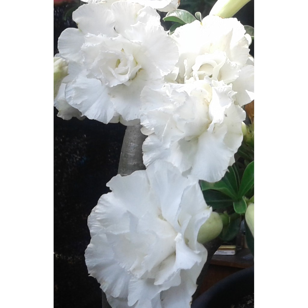 Cotton White 3