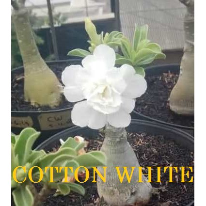 Cotton White 4
