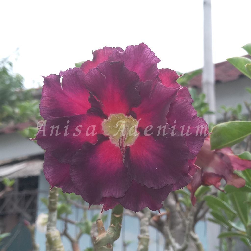 Foto Produk Size A