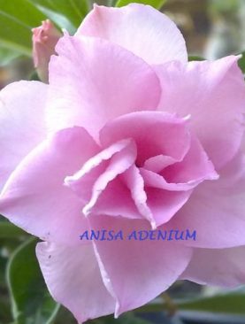 Triple Pink Rose