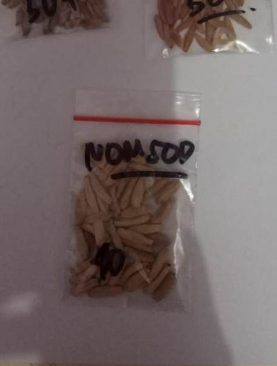 Seeds/Biji/Benih Tanaman Hias Adenium NOMSOD