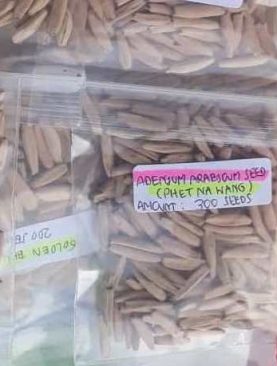 Seeds/Biji/Benih Tanaman Hias Adenium Arabicum PETCH NA WANG