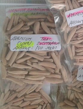 Seeds/Biji/Benih Tanaman Hias Adenium Thaisoco KAO HIN ZON (KHZ)