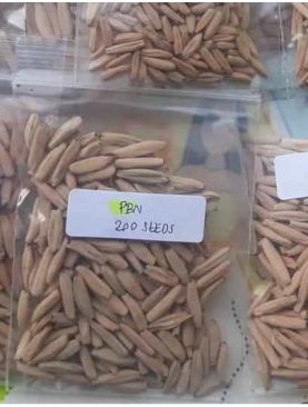 Seeds/Biji/Benih Tanaman Hias Adenium Thaisoco Petch Ban Na (PBN)
