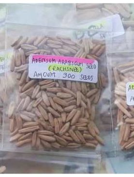 Seeds/Biji/Benih Tanaman Hias Adenium RCN (Ra Chi Nee)