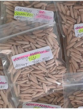 Seeds/Biji/Benih Tanaman Hias Adenium Arabicum Lob Bu Ri