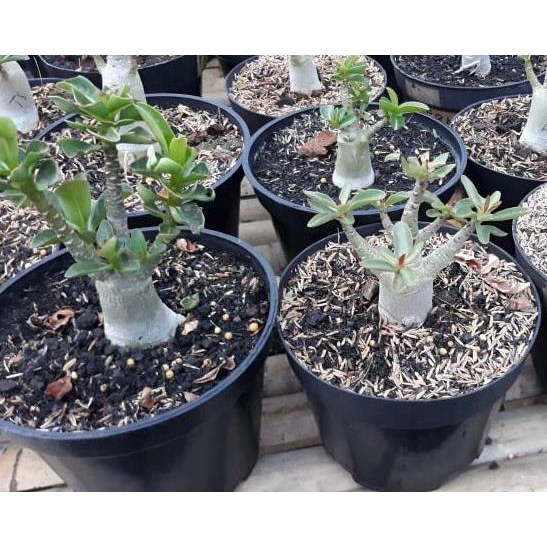 Paket 3 pohon Hybrid (A)_3