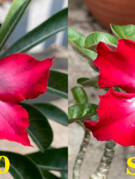 Tanaman Hias Adenium Original Bunga Single Unik : Size A