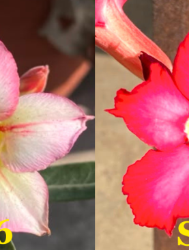 Tanaman Hias Adenium Original Bunga Single Unik : Size A