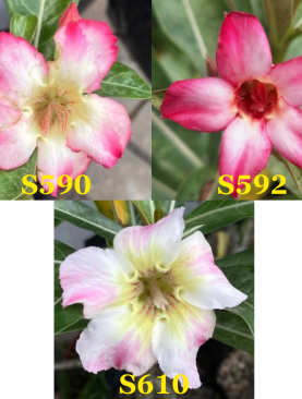 Tanaman Hias Adenium Original Bunga Single Unik : Size A