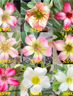 Tanaman Hias Adenium Original Bunga Single Unik : Size A