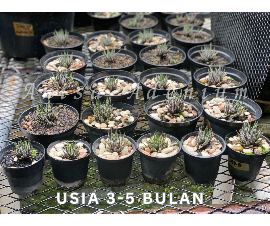 Usia 3-5 Bulan